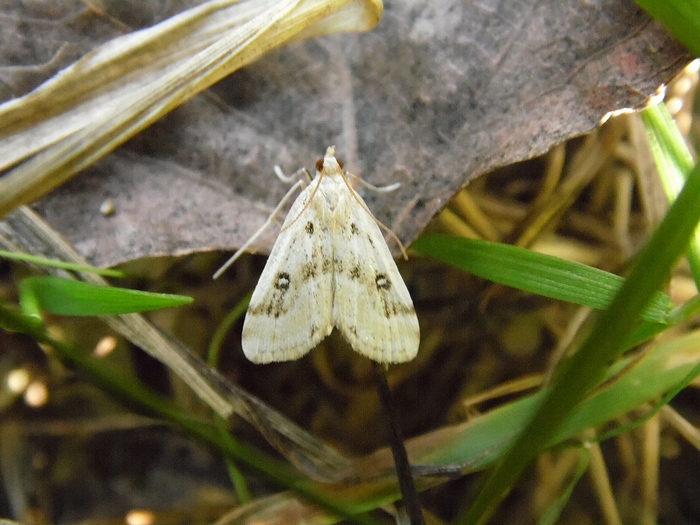 Colonia di Parapoynx stratiotata